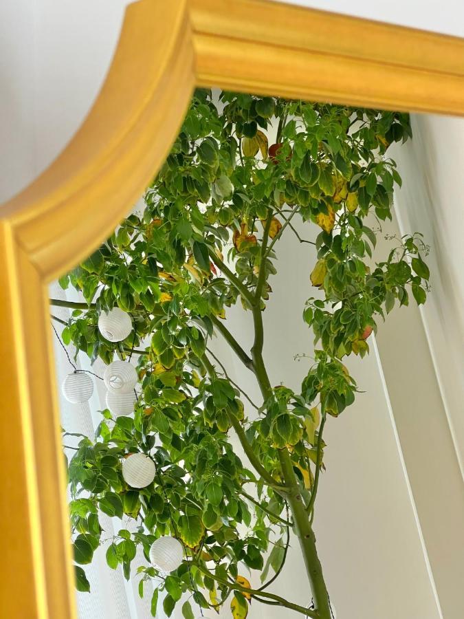 #lemon Tree By Halu!