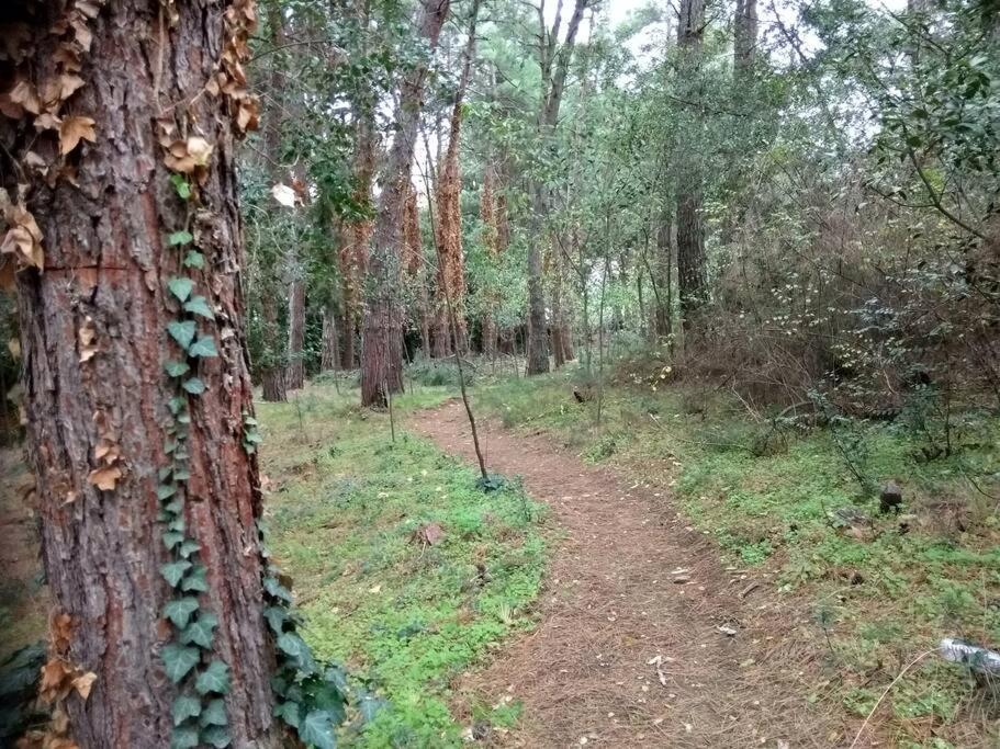 Forest Salonica * Thessaloniki