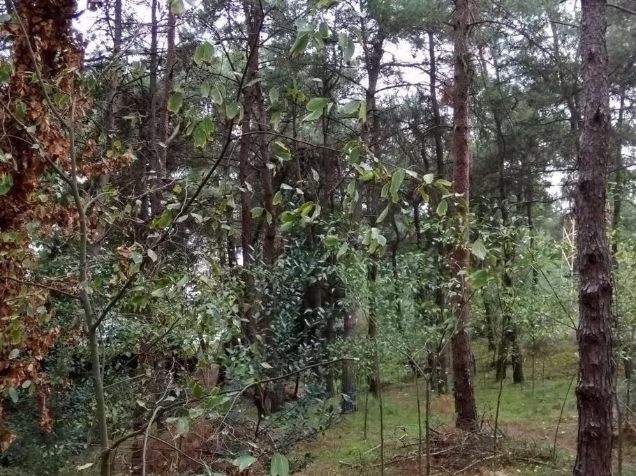Apartment Forest Salonica