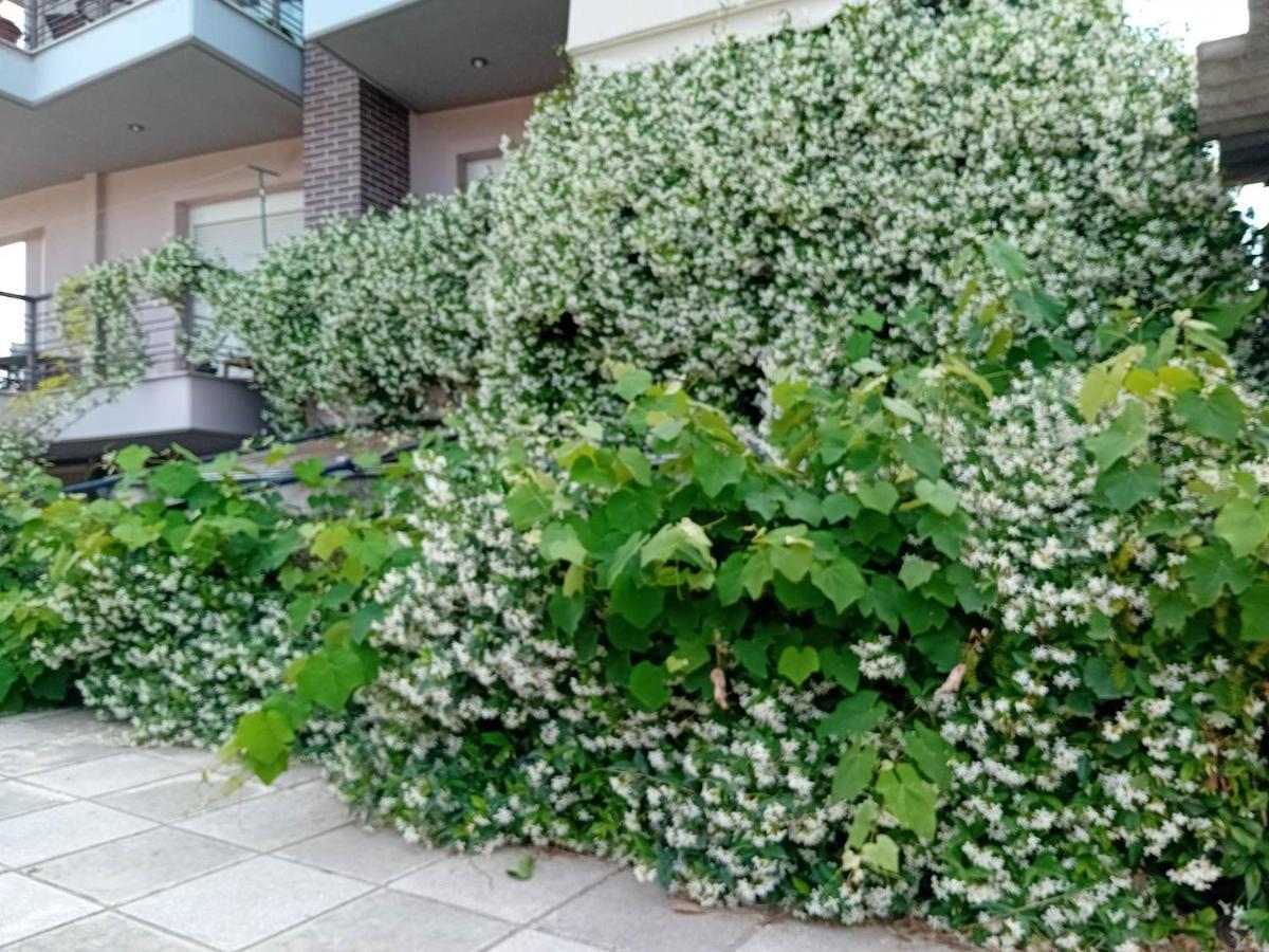 Stella's Jasmine Apartamento Tessalónica