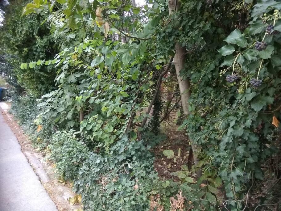 Apartment Forest Salonica Thessaloniki