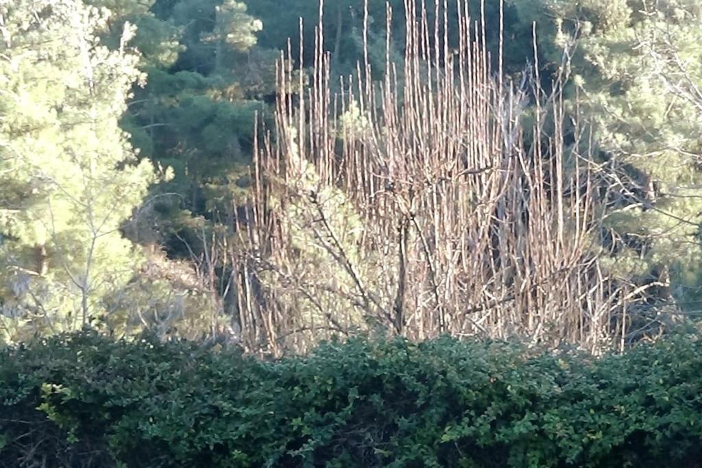 Villa κατοικία με θέα στο δάσος *