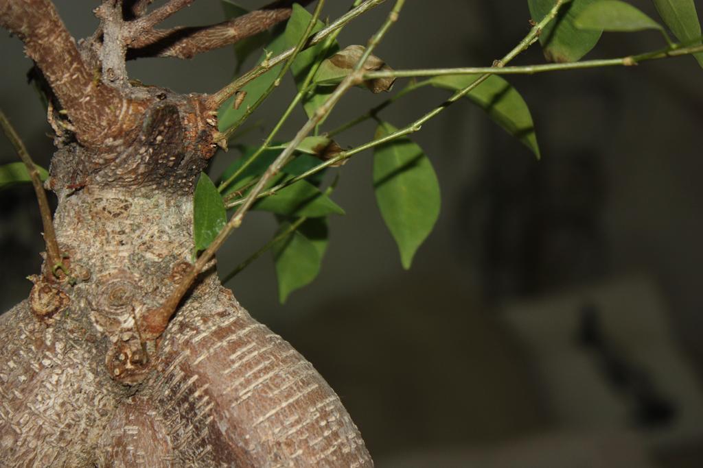 Cocoyam Căn hộ Thessaloníki