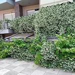 Stella\'S Jasmine