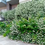 Stella\'S Jasmine