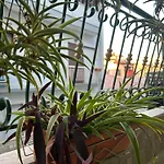 The Makrina Flat