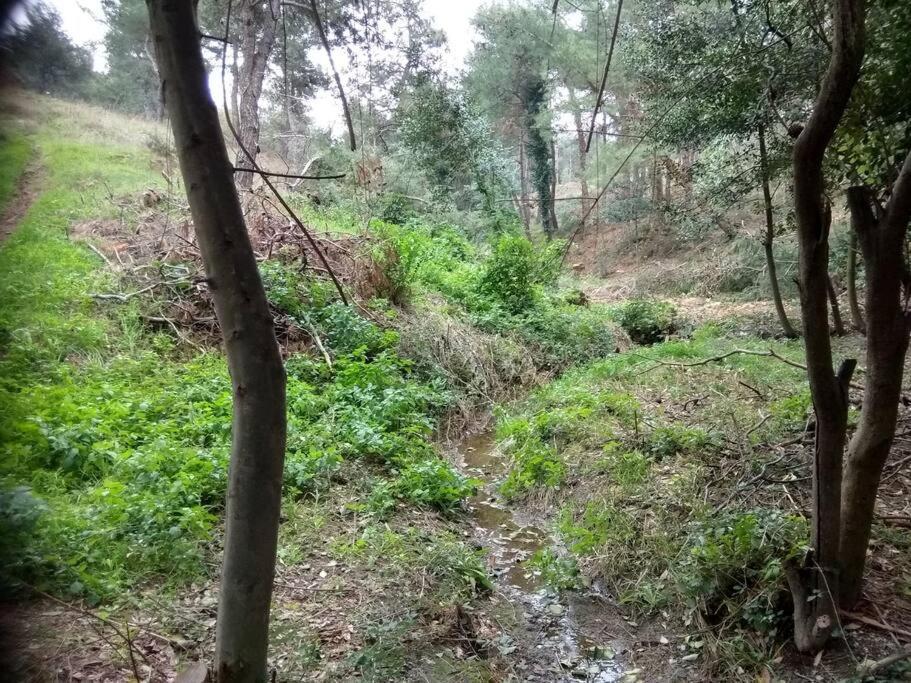 Forest Salonica