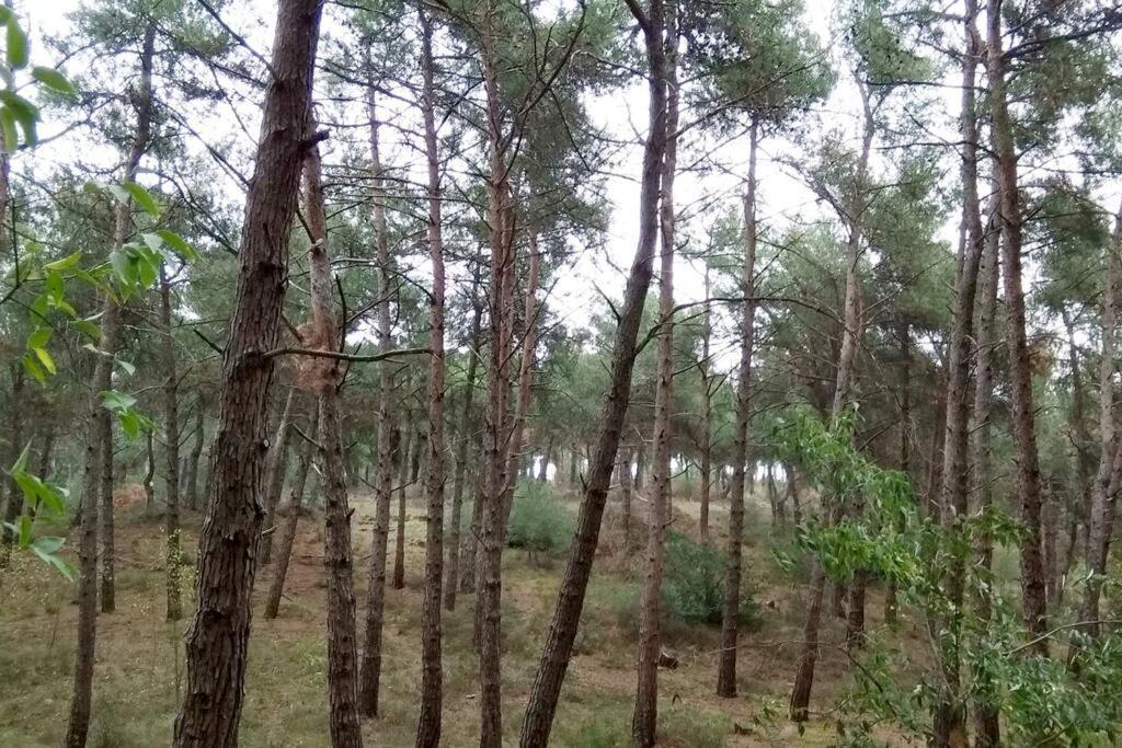 Forest Salonica