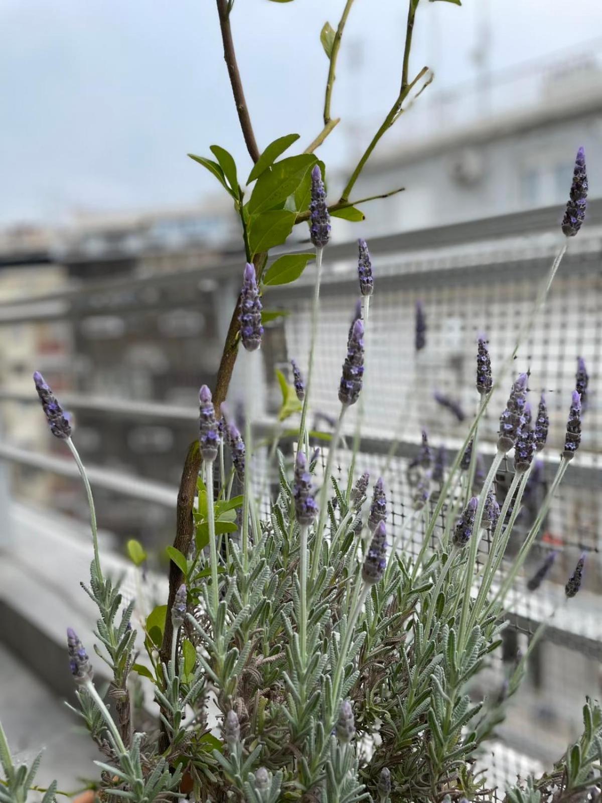 Apartment Domus With Wonderful Balcony