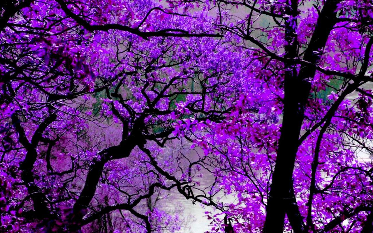 Violet #colony_white_tower * Thessaloniki