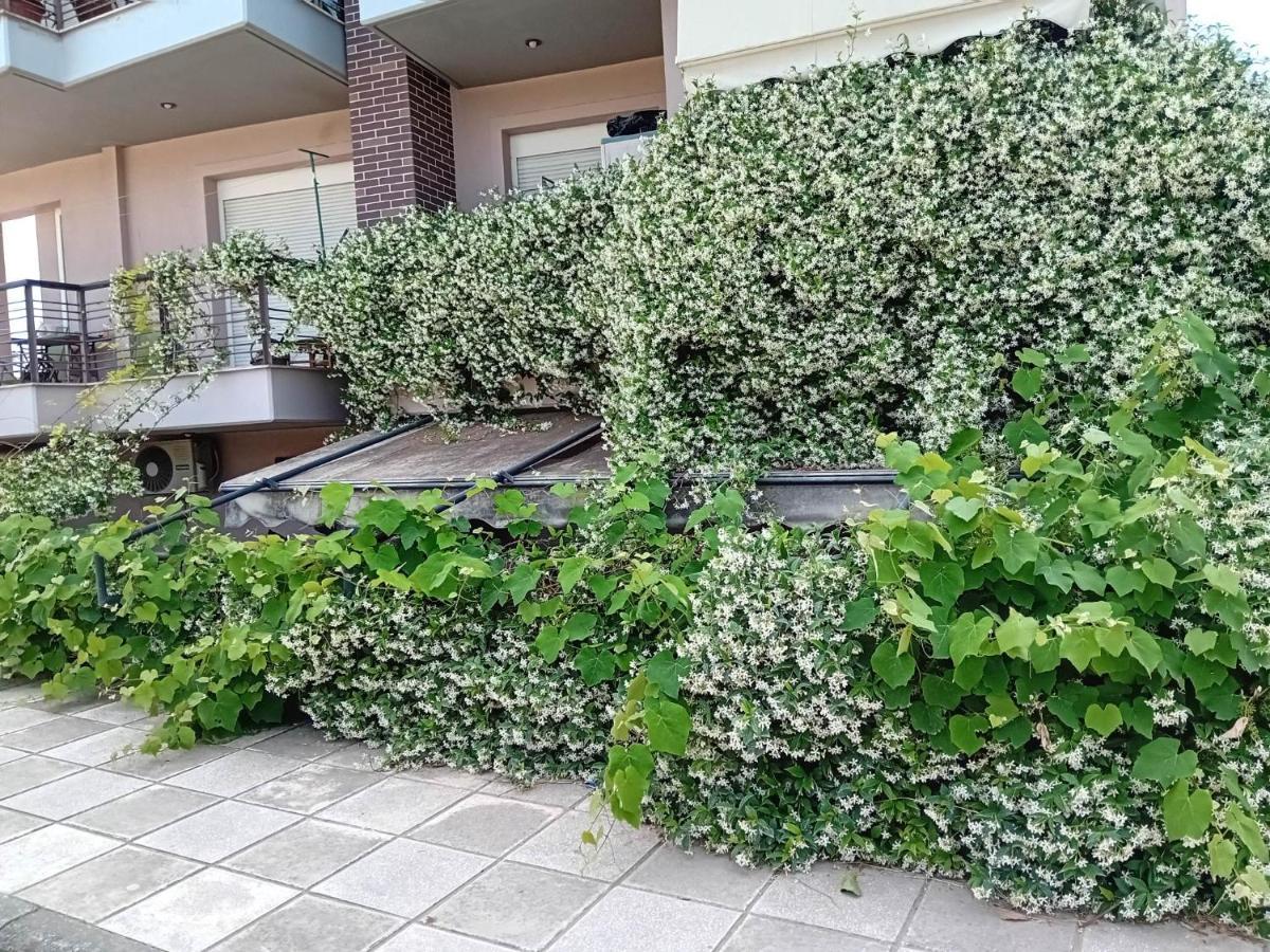Stella's Jasmine